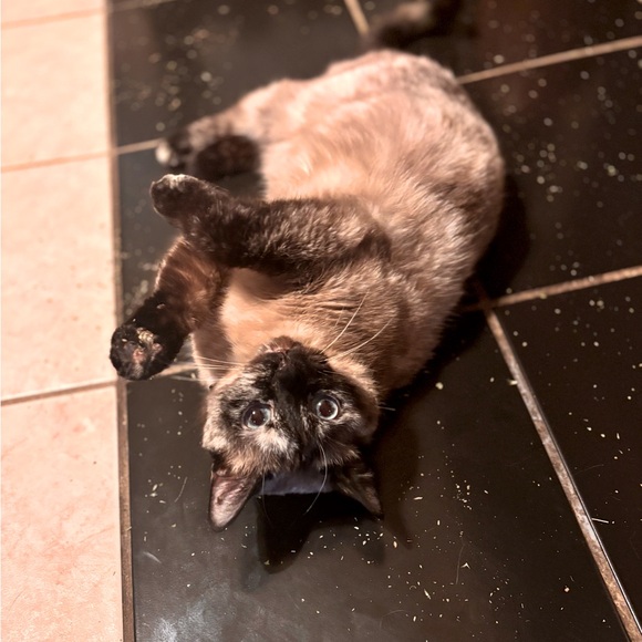 Meet your Posher, Alicia - Picture 2 of 3